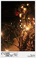 Red Xmas